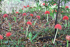 Blood Lily - Scadoxus multiflorus