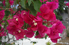 Bougainvillea