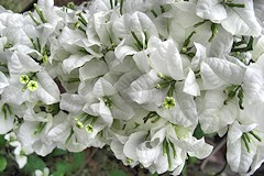 Bougainvillea