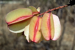 Combretum seed