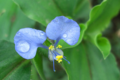 Dayflower - Commelina sp.