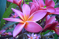 Frangipani - Plumeria sp.