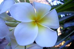 Frangipani - Plumeria sp.