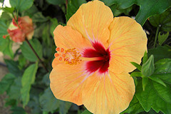 Hibiscus - Malvaceae