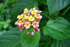 Lantana or Spanish Flag - Lantana camara