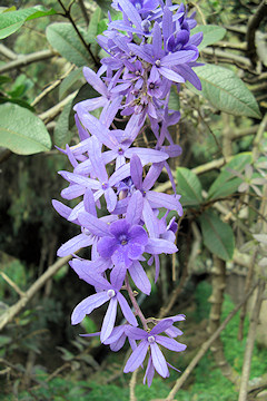 Purple Wreath - Petrea volubilis