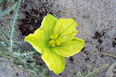 Wild Cucumber - Cucumis africanus