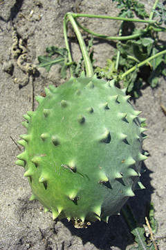 Wild Cucumber - Cucumis africanus.