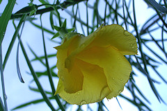 Yellow Oleander - Cascabela thevetia