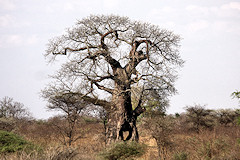 African Baobab - Adansonia digitata