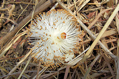 African Baobab flower - Adansonia digitata