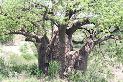African Baobab with leaves - Adansonia digitata