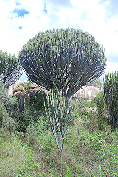 Candelabra Tree - Euphorbia ingens