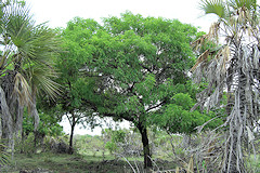 Long Pod Cassia - Cassia abbreviata