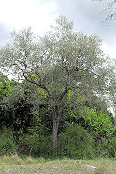 Leadwood Tree - Combretum imberbe