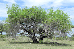 Lowveld Milkberry Tree - Manilkara mochisia