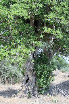 Quinine Tree - Rauvolfia caffra