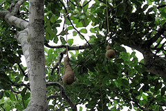 Sausage Tree Fruits - Kigelia africana
