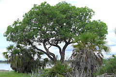 Sausage Tree - Kigelia africana