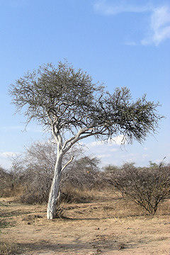 Shepherds Tree - Boscia albitrunca