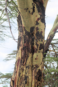 Trunk of Yellow-barked Acacia - Fever Tree - Acacia xanthophloea
