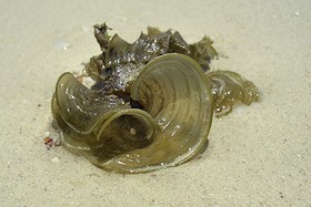 Seaweed on Matemo Island