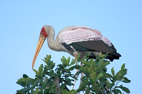 Yellow-billed Stock in an Okavango Heronry