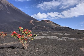 A splash of colour in the crater on the island of Fogo, Cape Verde