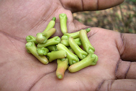 Zanzibar Spices - Cloves