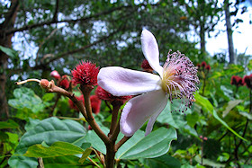 Zanzibar Flowers - Lipstick Tree