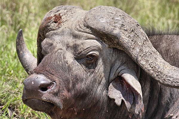 African Animal Photo Gallery - Wild Animal Photographs taken in Kenya,  Tanzania and Botswana
