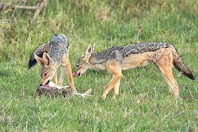 Black-backed Jackal - Canis mesomelas