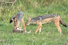 Black-backed Jackal - Canis mesomelas