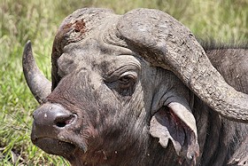 African Buffalo - Syncerus caffer