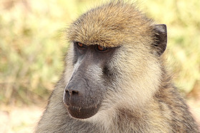 Olive Baboon - Papiocynocephalus anubis