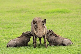 Warthog feeding her litter - Phacochoerus africanus