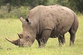 White Rhinocerous - Ceratotherium simum