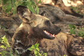 Wild Dog - Lycaon pictus