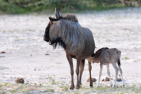 Common Wildebeest feeding youngster - Connochaetes taurinus