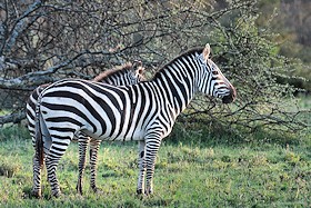 Plains Zebra - Equus quagga