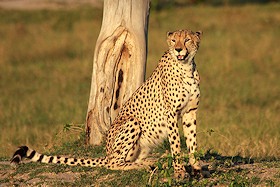 Cheetah - Acinonyx jubatus