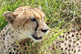Cheetah close-up - Acinonyx jubatus