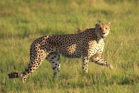Cheetah - Acinonyx jubatus