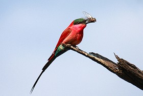 Southern Carmine Bee-eater - Merops nubicoides