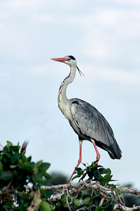 Grey Heron - Ardea cinerea