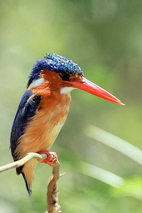 Malachite Kingfisher - Alcedo cristata