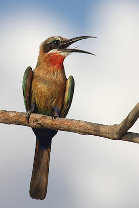 White-fronted Bee-eater - Merops bullockoides