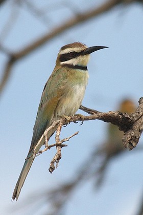 White-throated Bee-eater - Merops albicollis