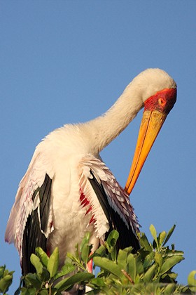 Yellow-billed Stork or African wood stork - Mycteria ibis