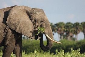 African Elephant - Loxodonta africana